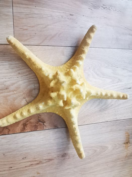 Stea de mare fosilizata /  Decoratiune stea de mare deosebita