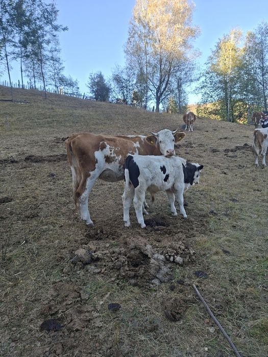 Vând vaca de trei ani cu vitel