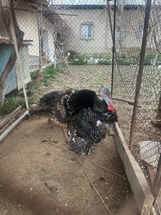 Продам индюк домашние