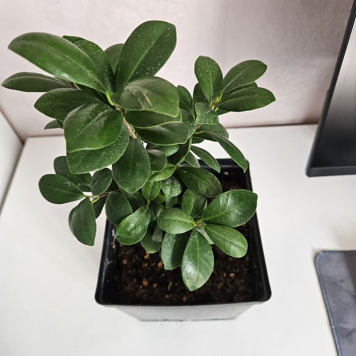 Фикус микрокарпа комнатные цветы