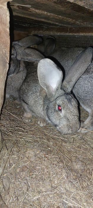 Продам кроликов от 10000