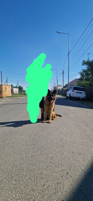 кобель немецкой овчарки