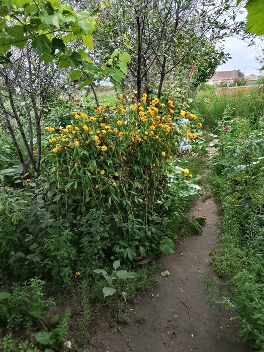 Продам дачу, уютная, все насаждения