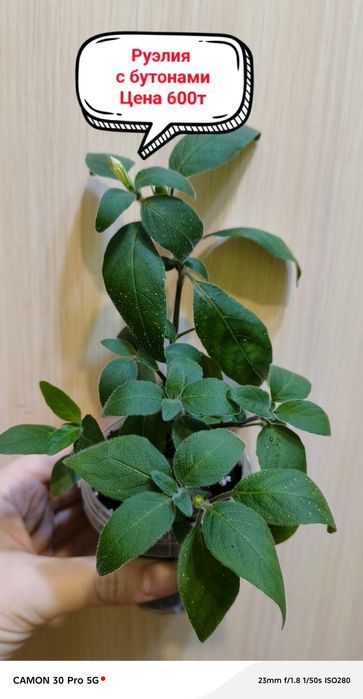 Продам комнатные цветы