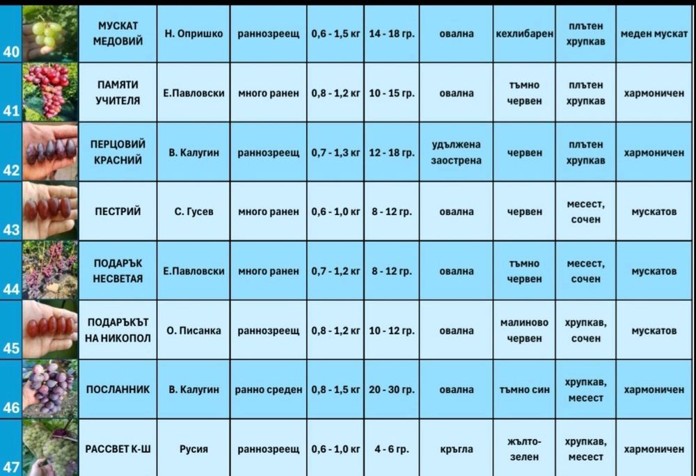 Резници от десертни сортове грозде безсеменни лозе лозарство