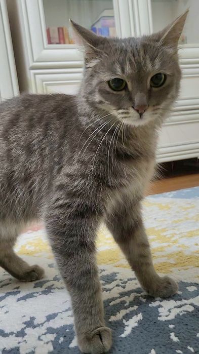 Кошка Тучка ищет дом