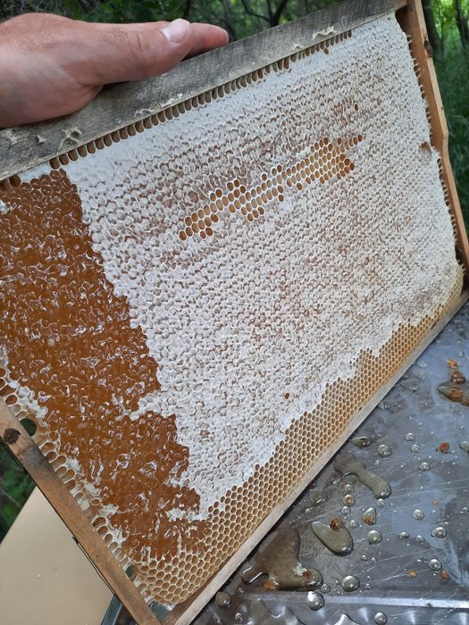 Miere de albine 2023-2024