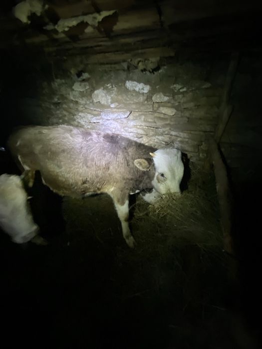 Продаются телята бычки