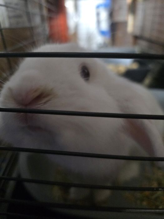 Кролика декоративный,белый.