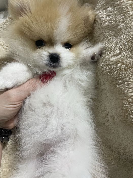 Шпиц девочка пати колор