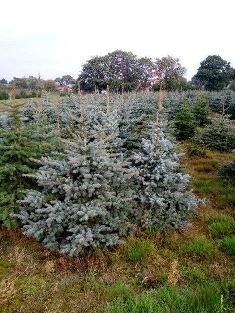 Ели туи из России