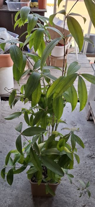 Солд сеффа бамбуковая драцена