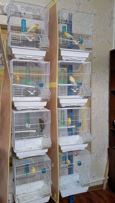 Канарейка .Тайер сайраб турган