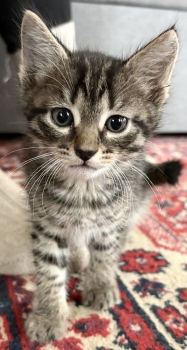 Отдам в хорошие руки