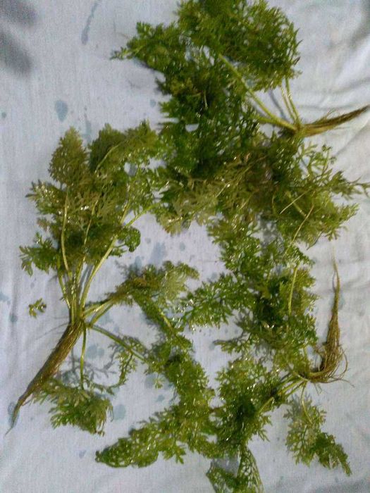 Растения за аквариум