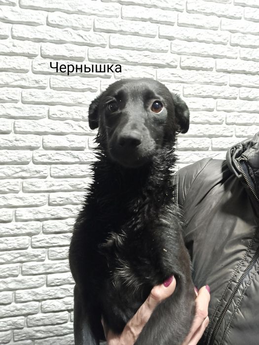 Щенкам нужен дом!