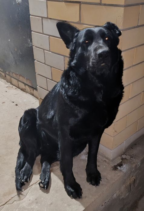 Щенки восточно-европейской овчарки