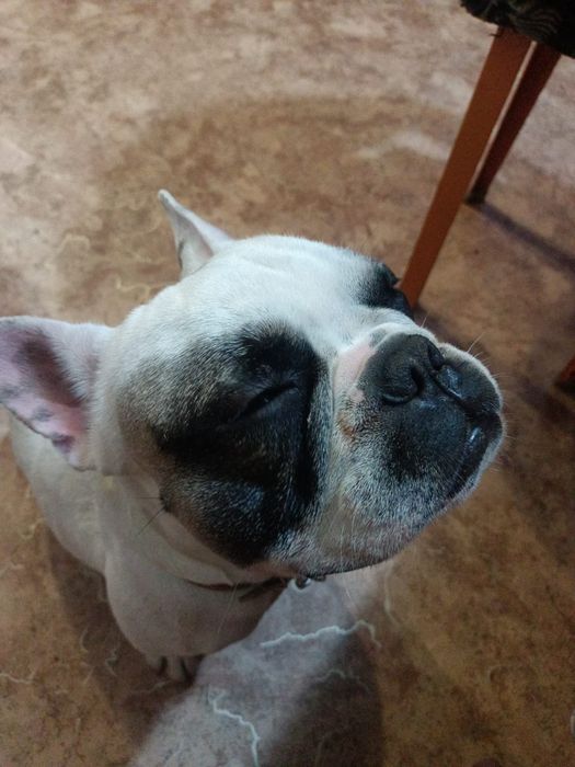 Французский бульдог