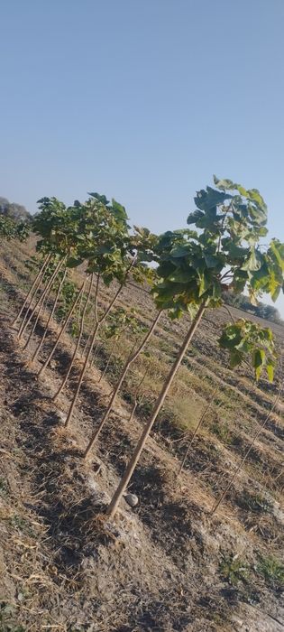 Yasin koʻchati. Ясин.  шумтол кучат