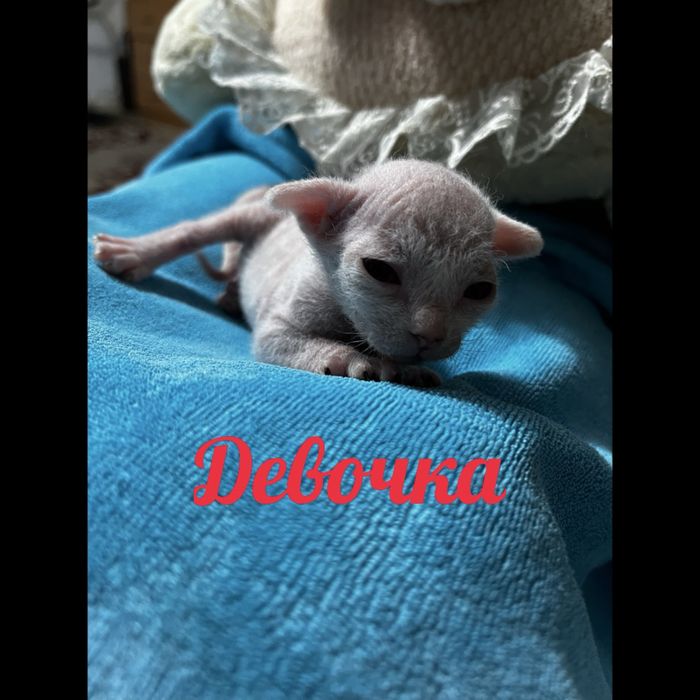 Бронь на котят сфинкса!