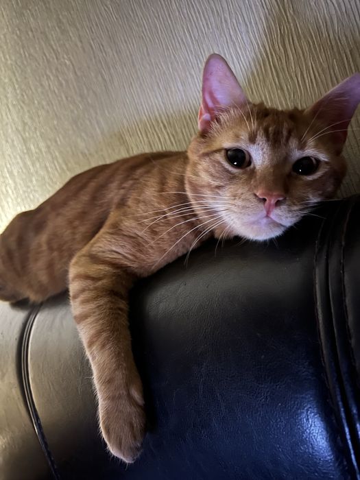 Pisic pentru adoptie Craiova