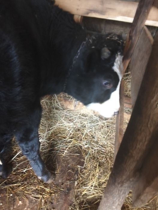 Taur negru de un an bun de monta