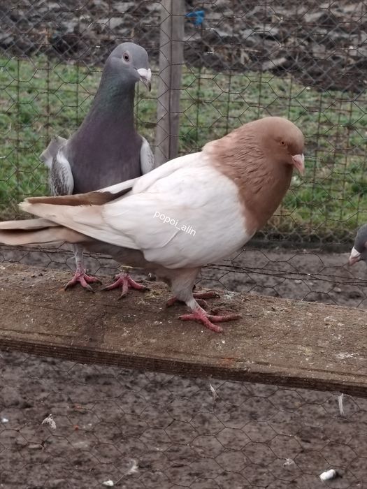 Porumbei colorati toy stencil frill stencil