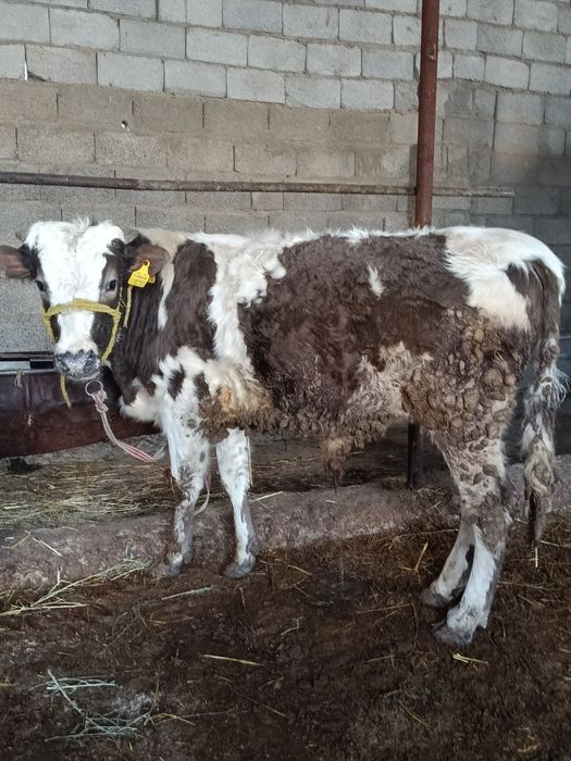 Буқалар сатылады