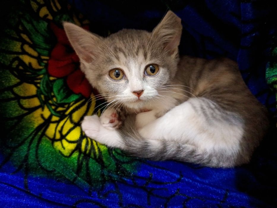 Mushuk sotiladi koshka