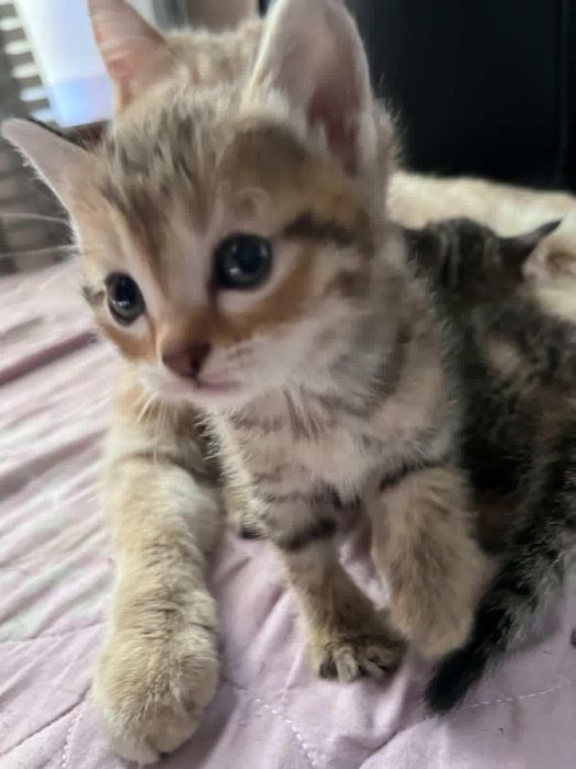 Тигровый комочек