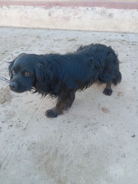 ит охотничьи собака