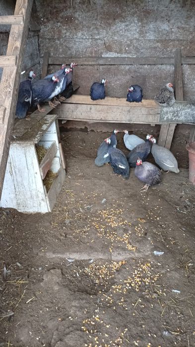 Bibilici de vînzare.