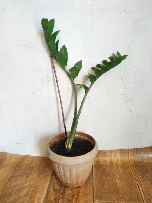 Продам комнатные цветы