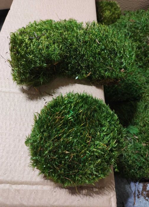 Косовиден скандинавски естествен мъх - Hair Moss