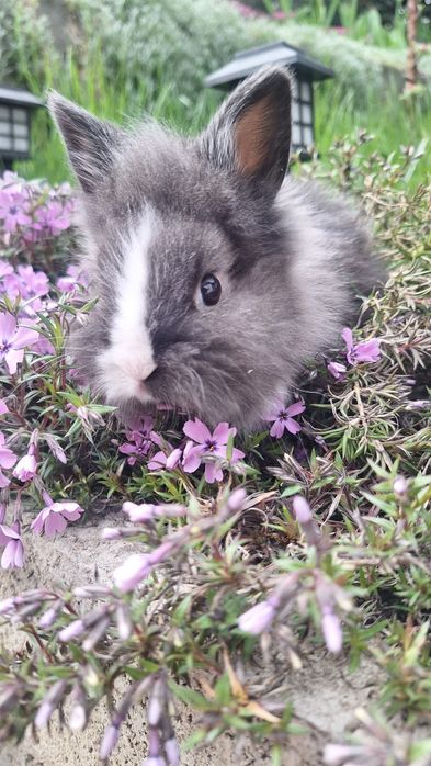 Iepurași pitici Cap de Leu – disponibili