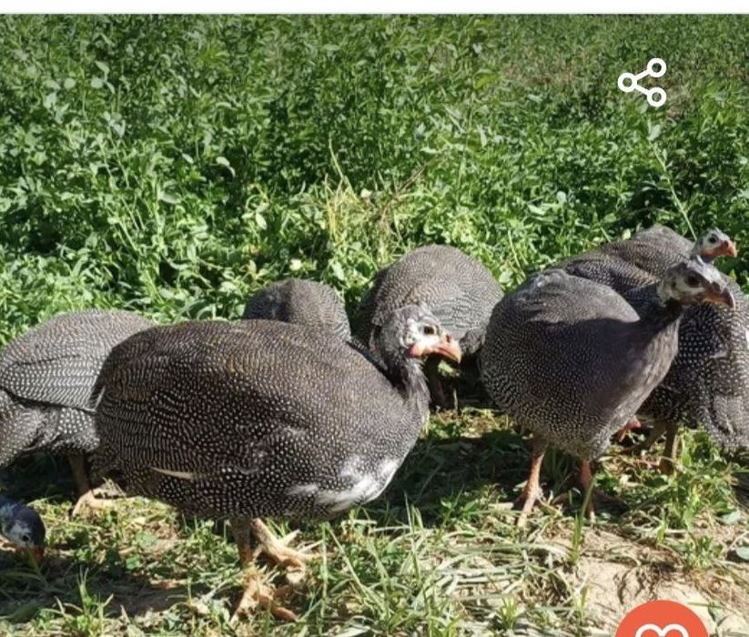 цесарка 5дона сотилади