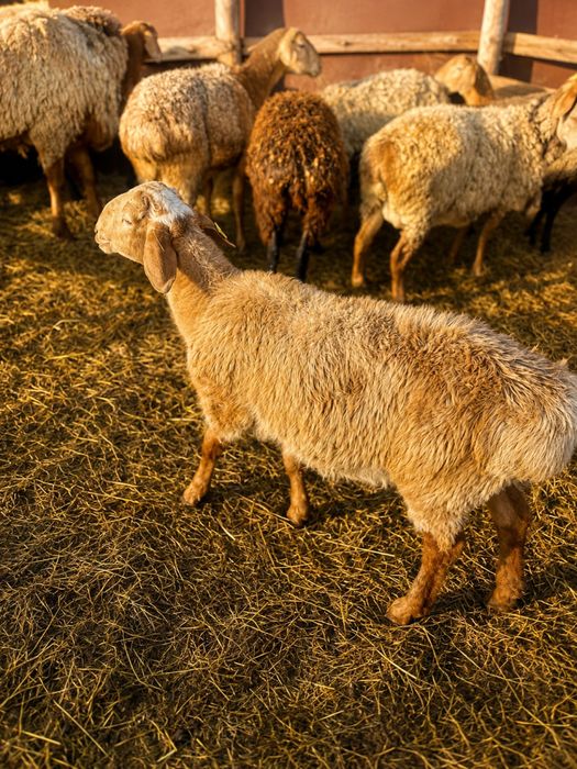 Продам кошкарчика