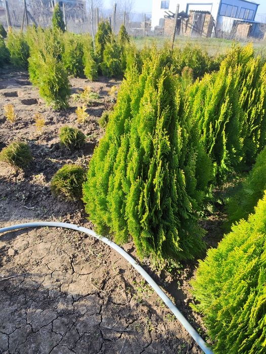 Туя Ауреа Нана , Лейланди , Смарагд !