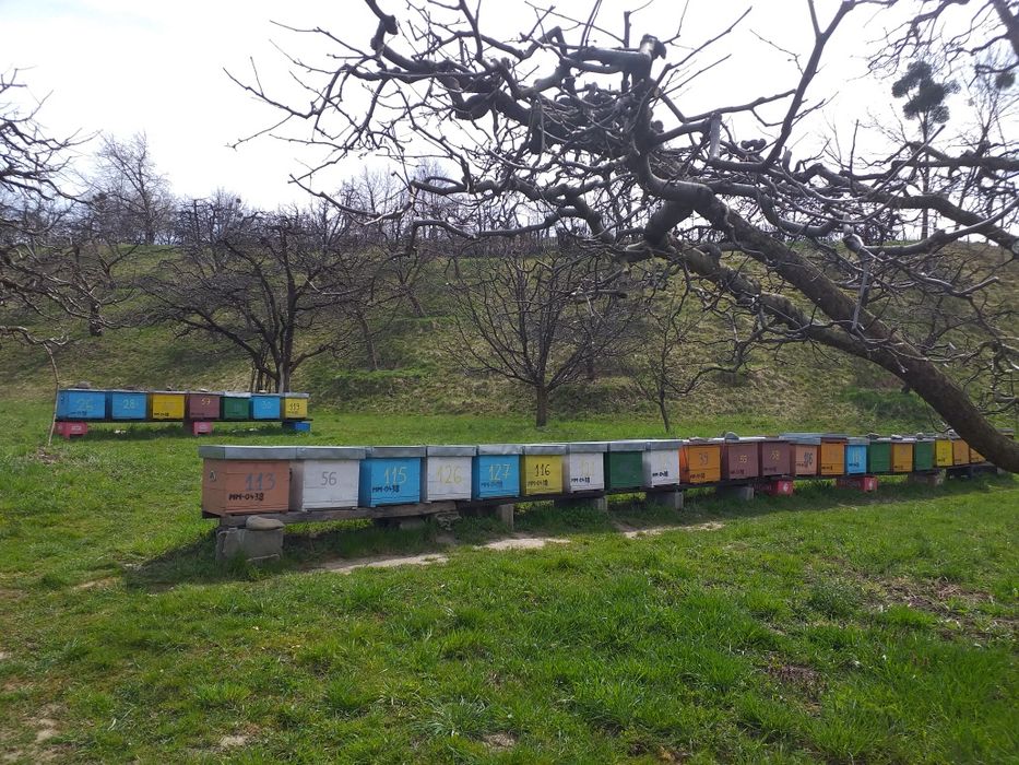 roi de albine 2-6 rame