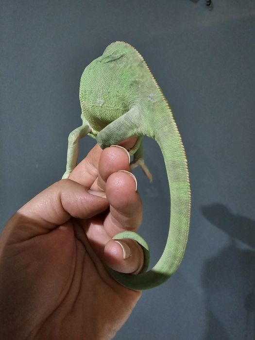 Хамелеон йеменский  самка продам