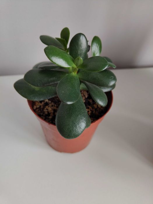 Крассула в горшке (с поддоном)