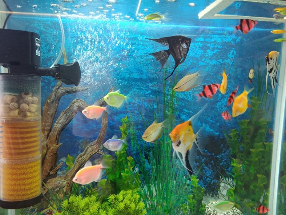 Аквариум 100 литров с рыбками