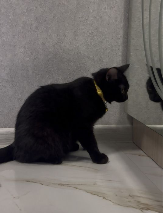 Продаётся прямоухая короткошерстная девочка