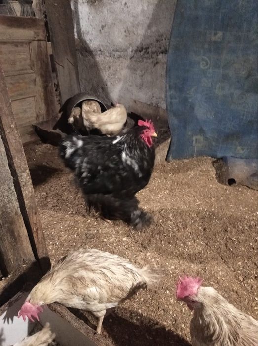 Петух черна мраморный