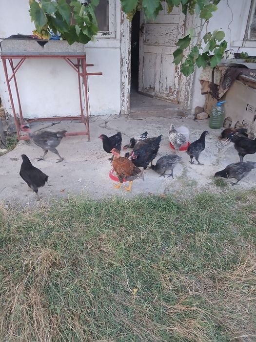Cocoșei tineri de tara