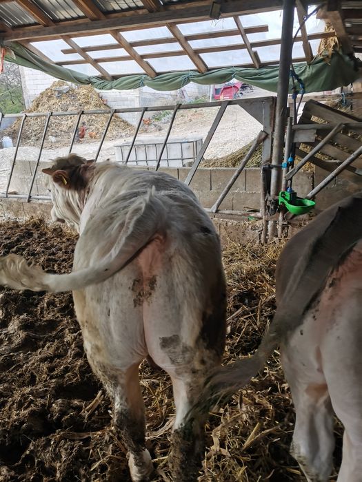 Vand 9 viței cu o medie de 290