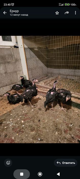 Сатамын шоже кораздар 10 000 нан