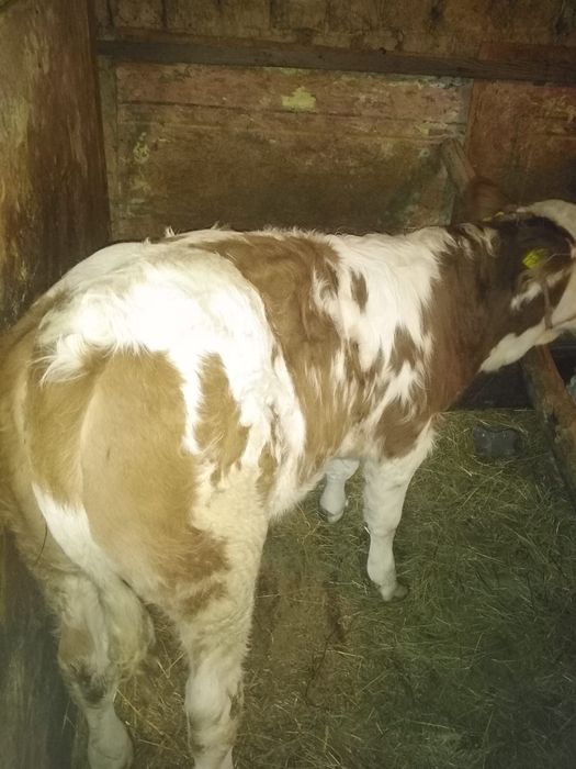 Vand vitea de 3 luni