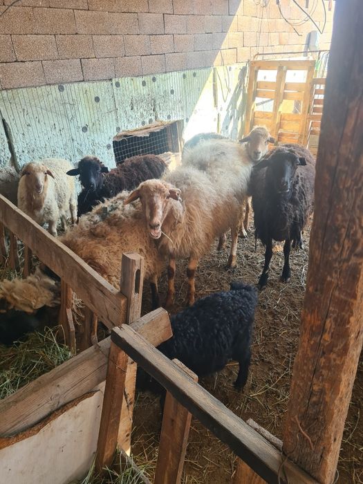 Овцы породы Меренос