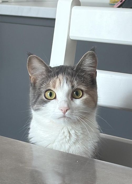 Отдам Милку в добрые руки